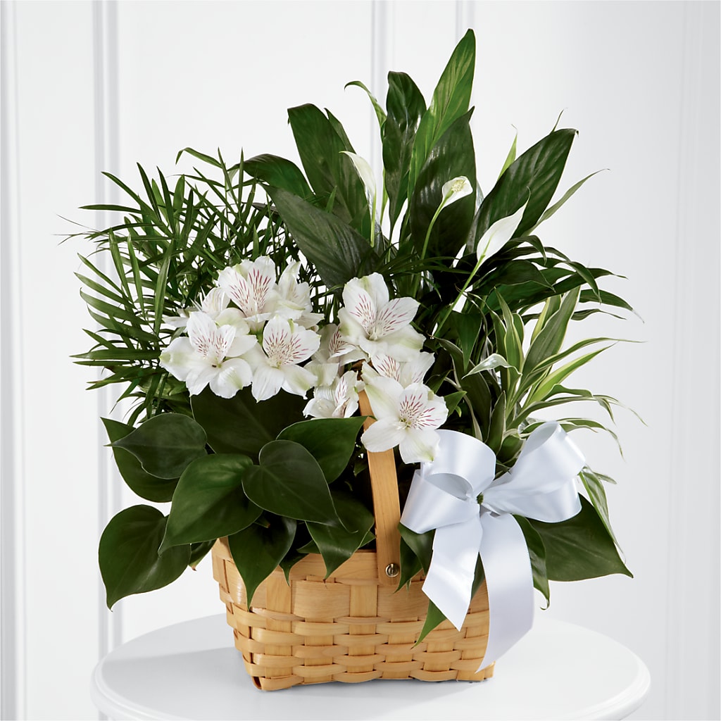 Peace & Serenity Dishgarden – Emil Yedowitz Florist Llc, Yonkers NY