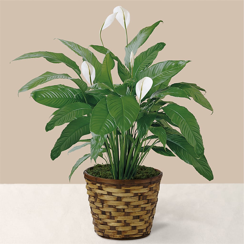 Tranquil Moments Peace Lily Plant – Emil Yedowitz Florist Llc, Yonkers NY