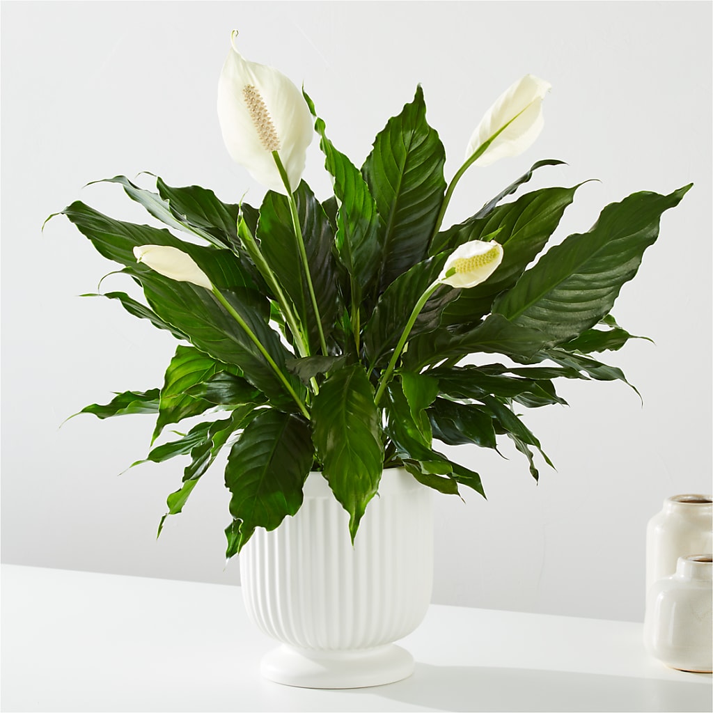 Comfort Planter – Emil Yedowitz Florist Llc, Yonkers NY