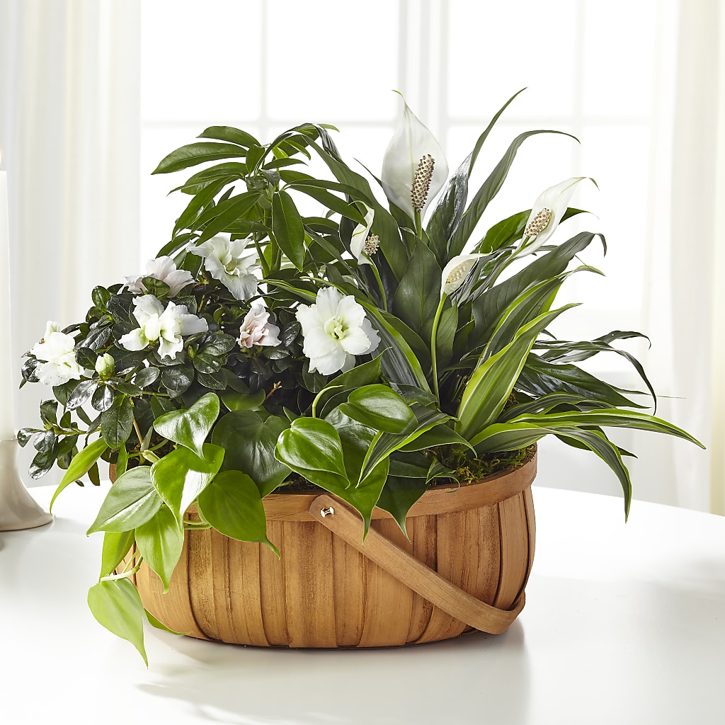 Serene Dishgarden – Emil Yedowitz Florist Llc, Yonkers NY