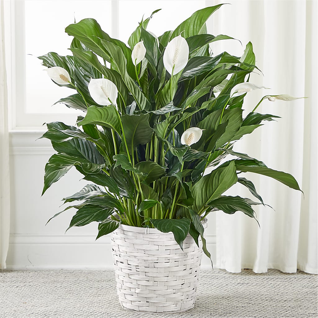 A New Leaf Peace Lily – Emil Yedowitz Florist Llc, Yonkers NY
