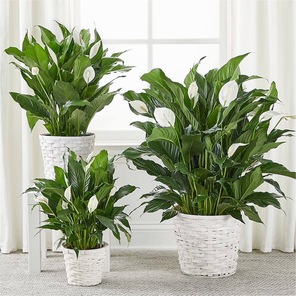 A New Leaf Peace Lily – Emil Yedowitz Florist Llc, Yonkers NY