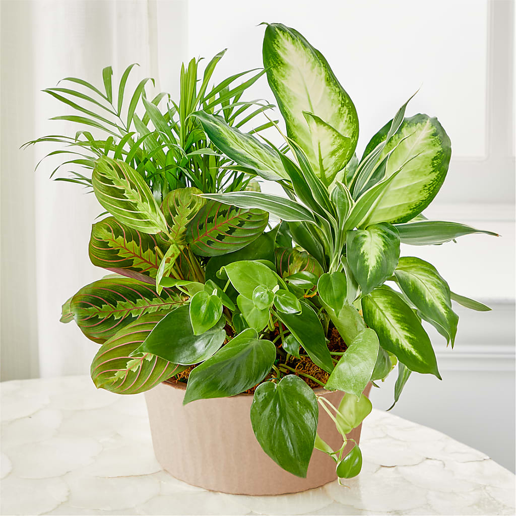 Balance & Harmony Dishgarden – Emil Yedowitz Florist Llc, Yonkers NY