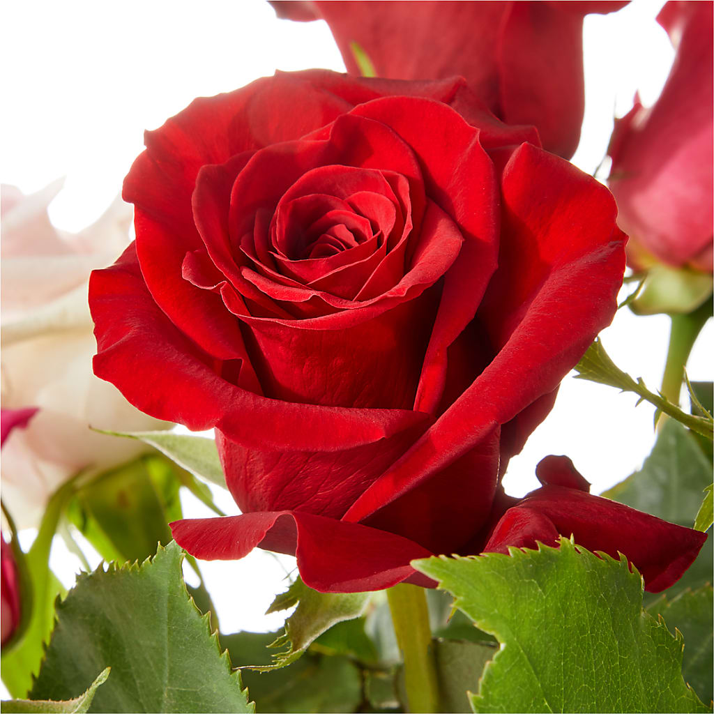 Love Notes Rose Bouquet – Emil Yedowitz Florist Llc, Yonkers NY