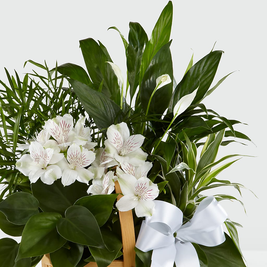 Peace & Serenity Dishgarden –  Emil Yedowitz Florist Llc, Yonkers NY