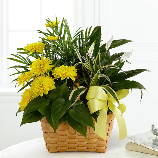 Loving Light Dishgarden –  Emil Yedowitz Florist Llc, Yonkers NY