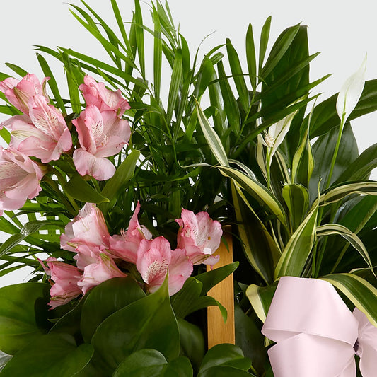Living Spirit Dishgarden –  Emil Yedowitz Florist Llc, Yonkers NY