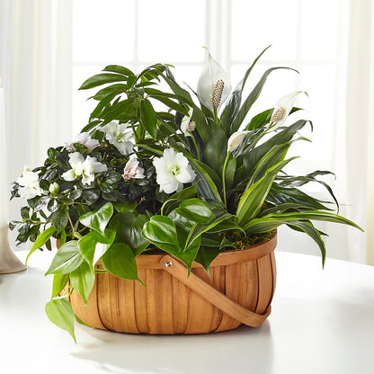 Serene Dishgarden –  Emil Yedowitz Florist Llc, Yonkers NY