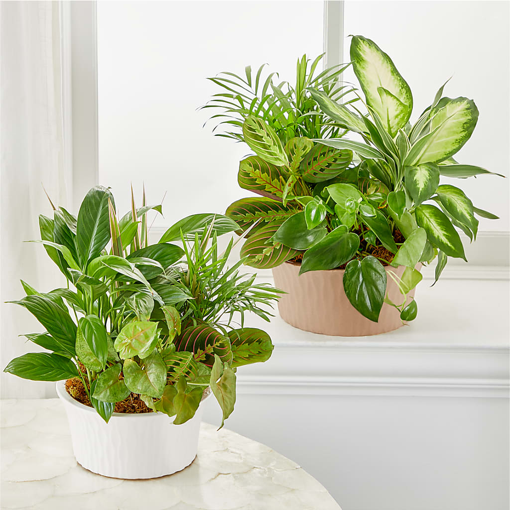 Balance & Harmony Dishgarden –  Emil Yedowitz Florist Llc, Yonkers NY